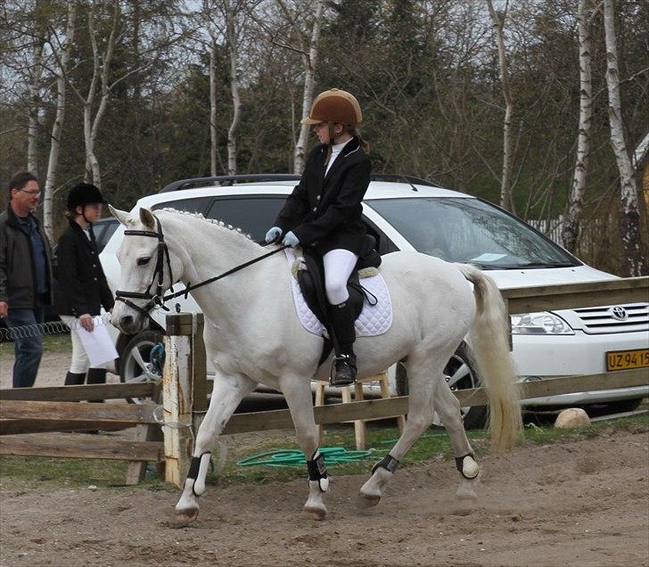 Welsh Mountain (sec A) Atilla ~ Soulmate ~ - „De værste sår er de, der ikke bløder“ billede 7