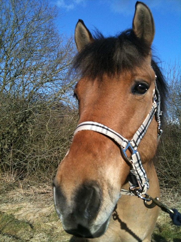 Anden særlig race Santos billede 1