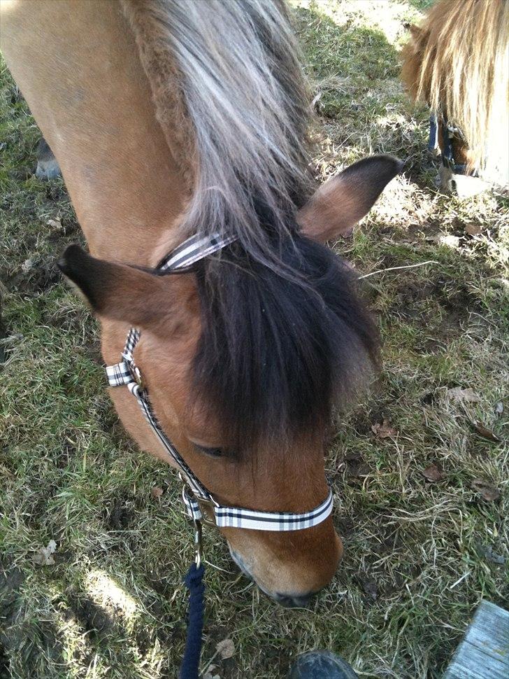 Anden særlig race Santos billede 2