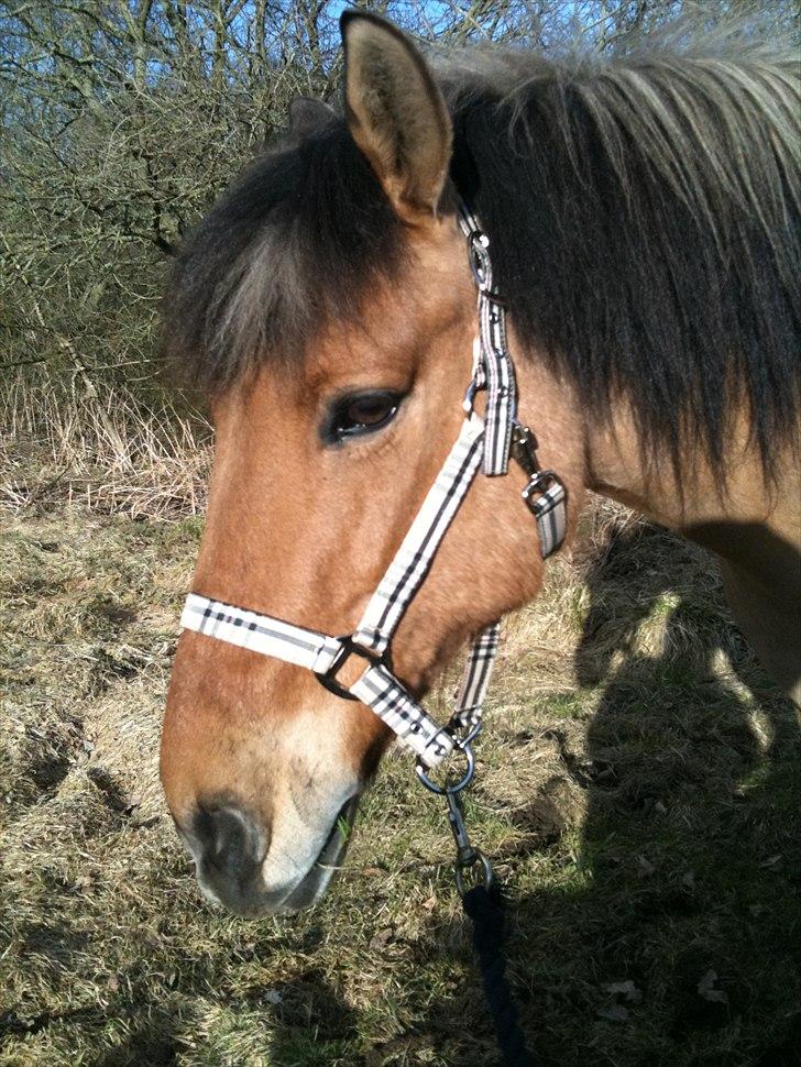 Anden særlig race Santos billede 3