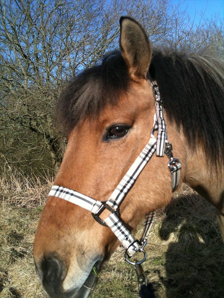 Anden særlig race Santos billede 4