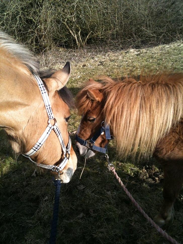 Anden særlig race Santos billede 5