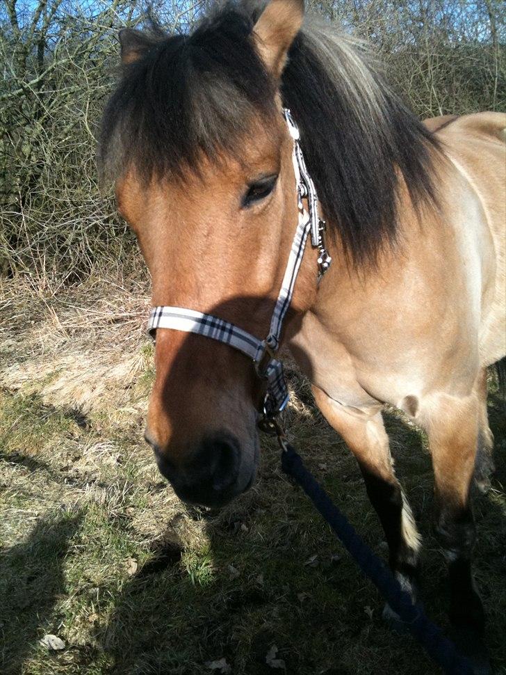 Anden særlig race Santos billede 6