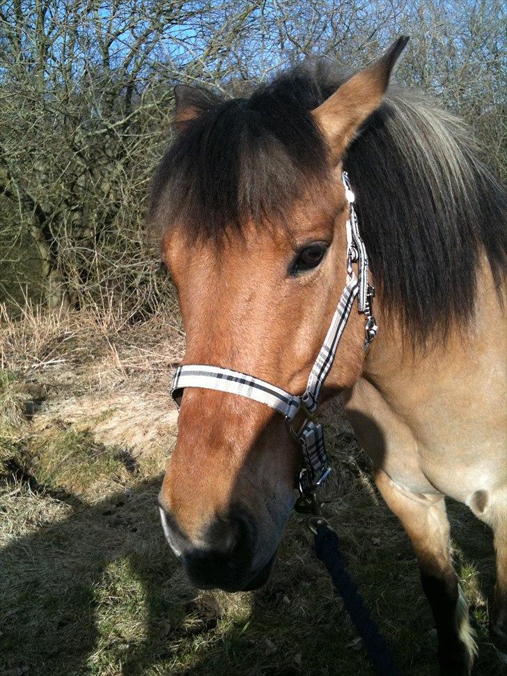 Anden særlig race Santos billede 7