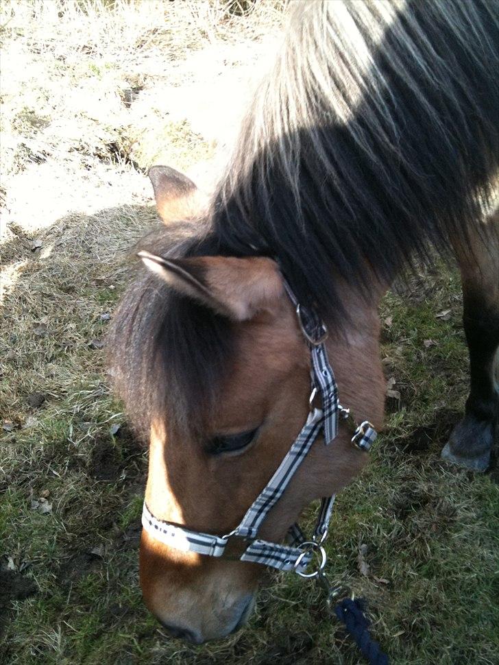 Anden særlig race Santos billede 8