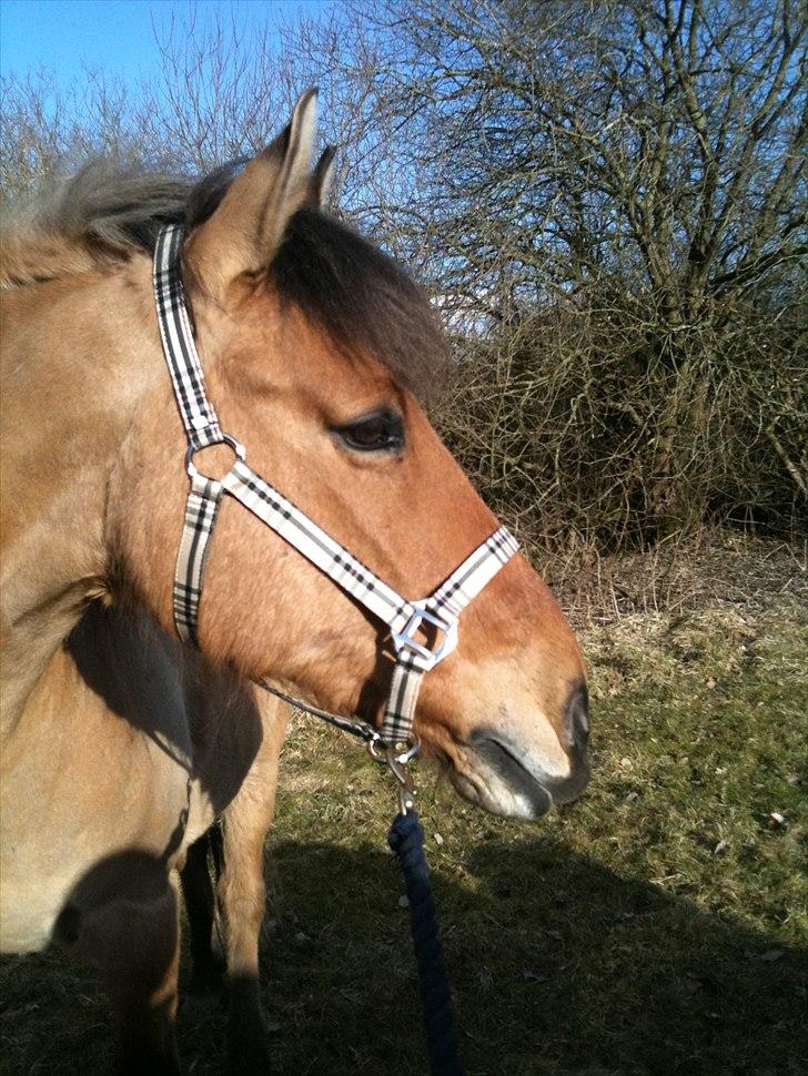 Anden særlig race Santos billede 9