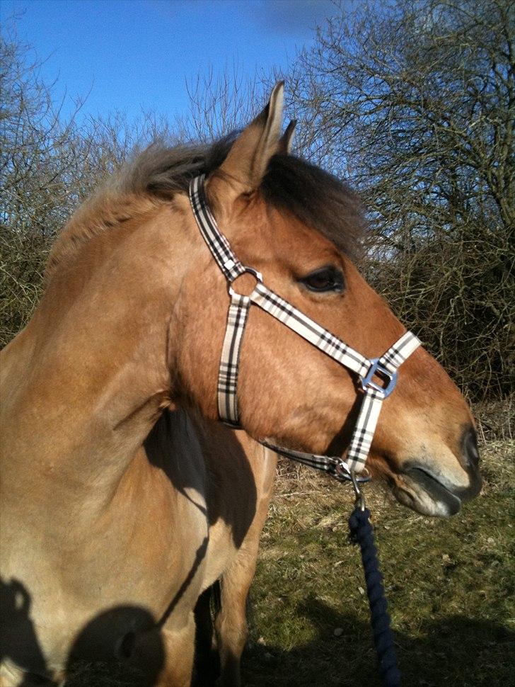 Anden særlig race Santos billede 10