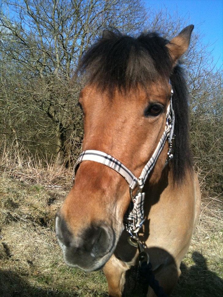 Anden særlig race Santos billede 11