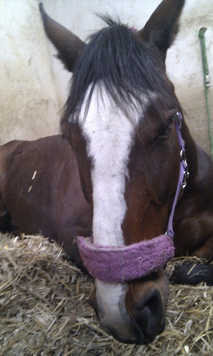 Oldenborg Skovlundegårds Shakira - Sidste dag sammen... <3 Vi stolede på hinanden ;* (Fotograf: Mig - Sofie Christensen) billede 19