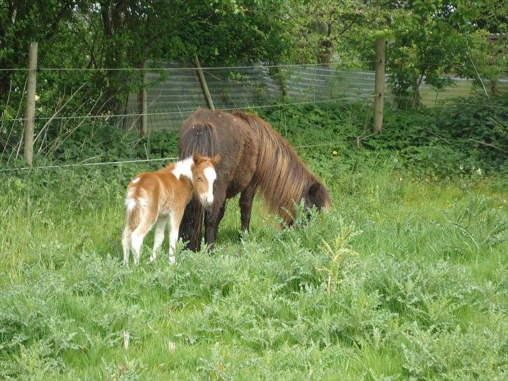 Dansk Miniature Kidings One and Only billede 8