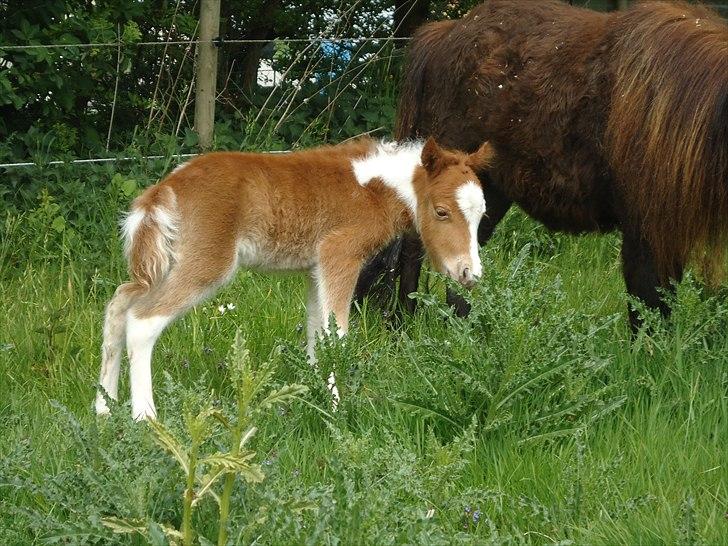 Dansk Miniature Kidings One and Only billede 9