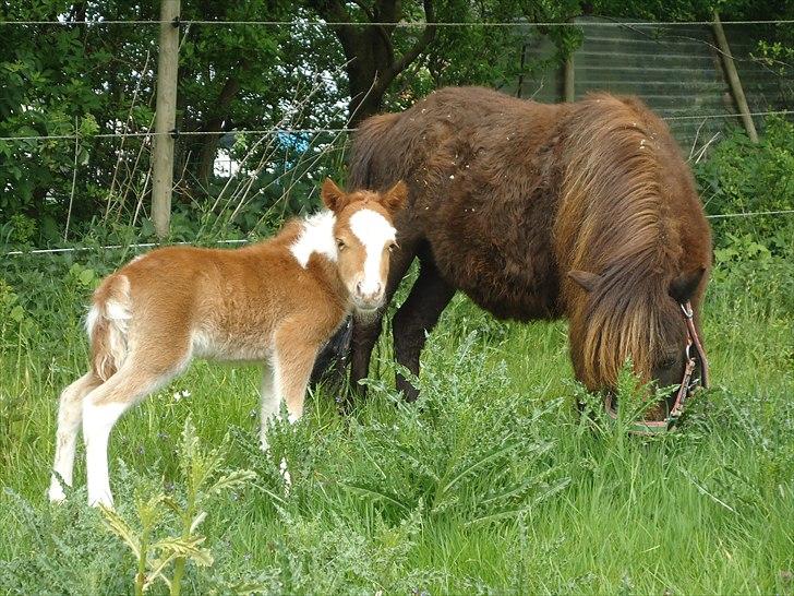 Dansk Miniature Kidings One and Only billede 10