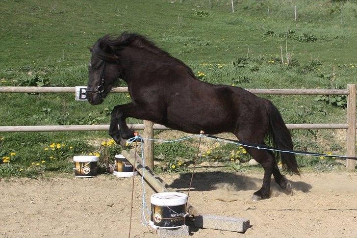 Islænder Gæfa billede 14