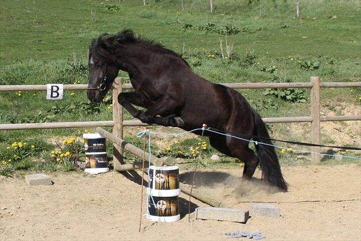 Islænder Gæfa billede 15