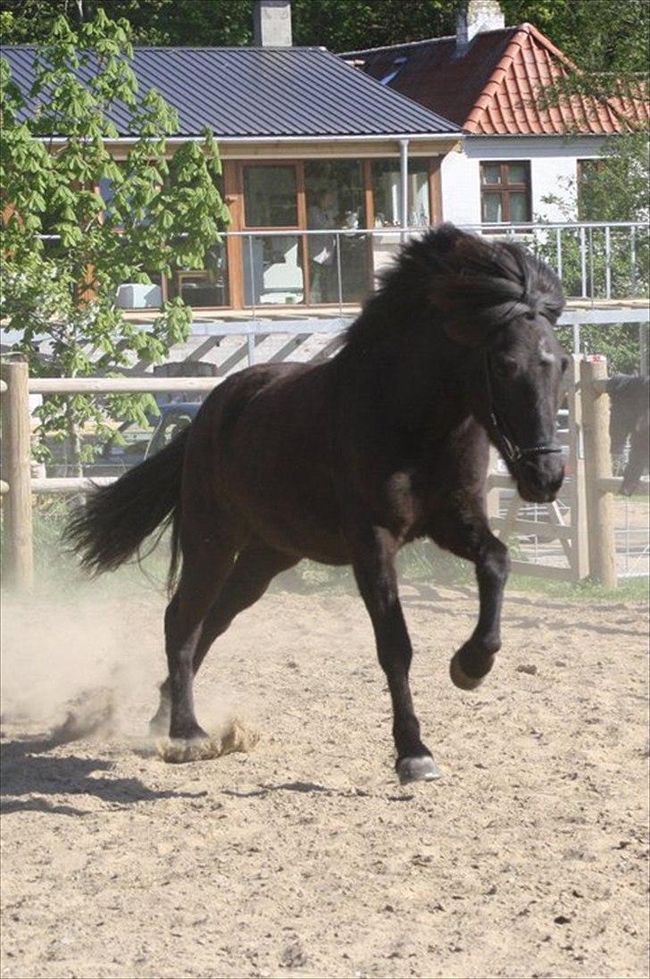 Islænder Gæfa billede 16