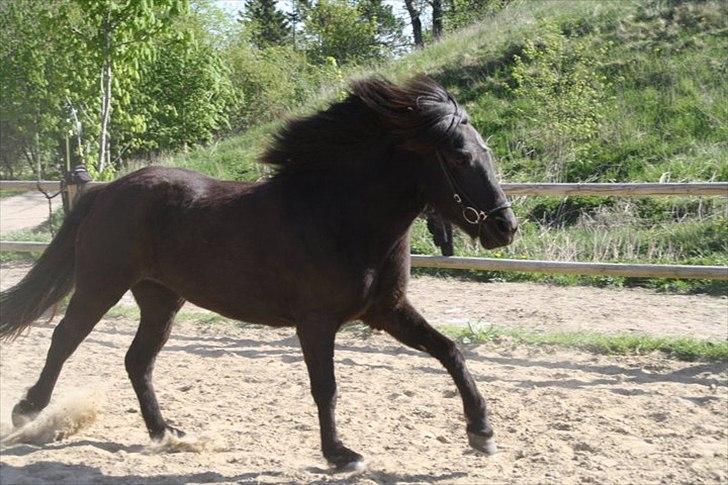 Islænder Gæfa billede 17