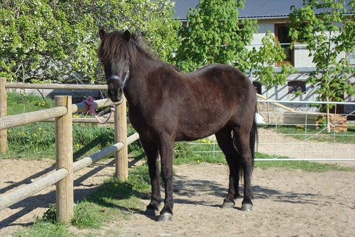 Islænder Gæfa billede 18