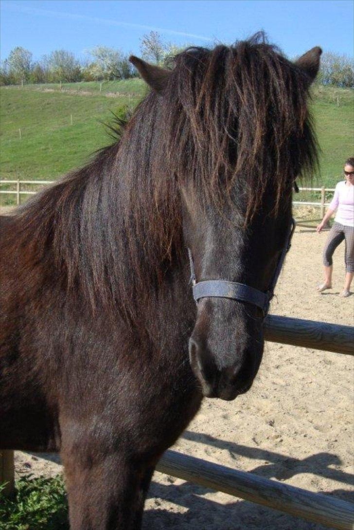 Islænder Gæfa billede 19