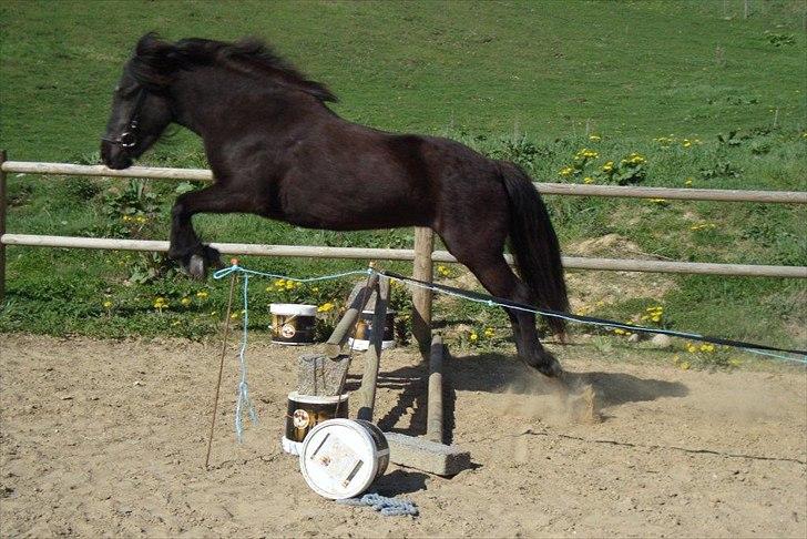 Islænder Gæfa billede 20