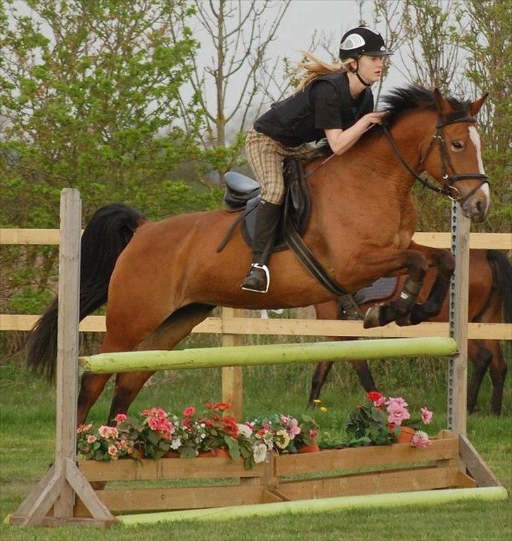 Anden særlig race Chanel billede 16