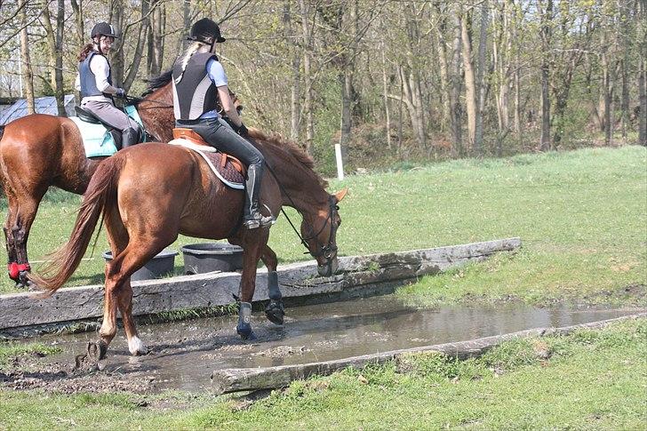 Anden særlig race Elgatzo billede 7