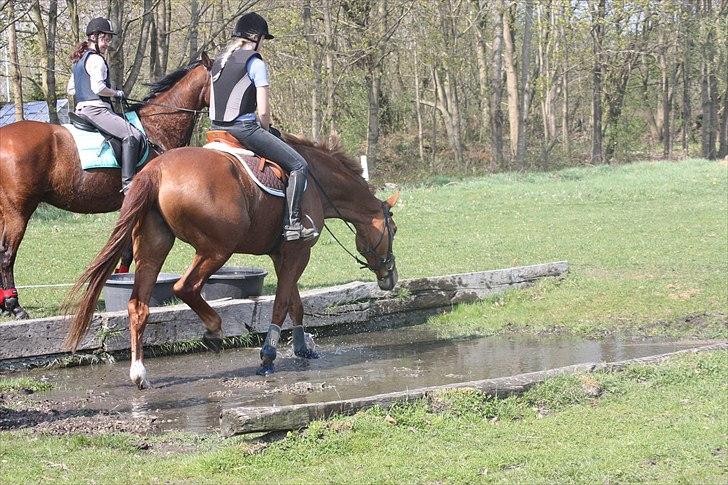 Anden særlig race Elgatzo - Vand er ingen problem :) billede 8