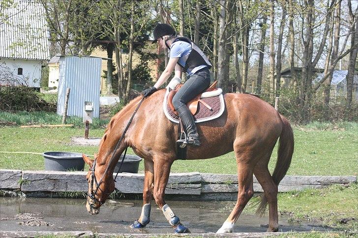 Anden særlig race Elgatzo billede 9