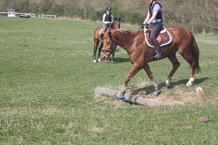 Anden særlig race Elgatzo - første gang i terræn billede 10