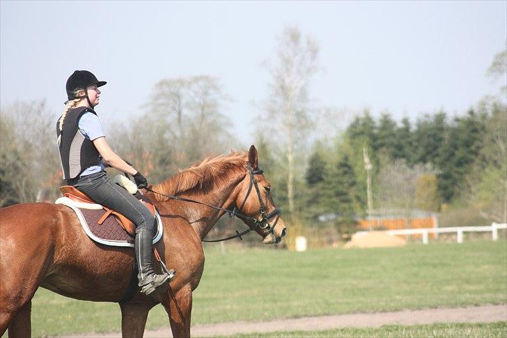Anden særlig race Elgatzo billede 11