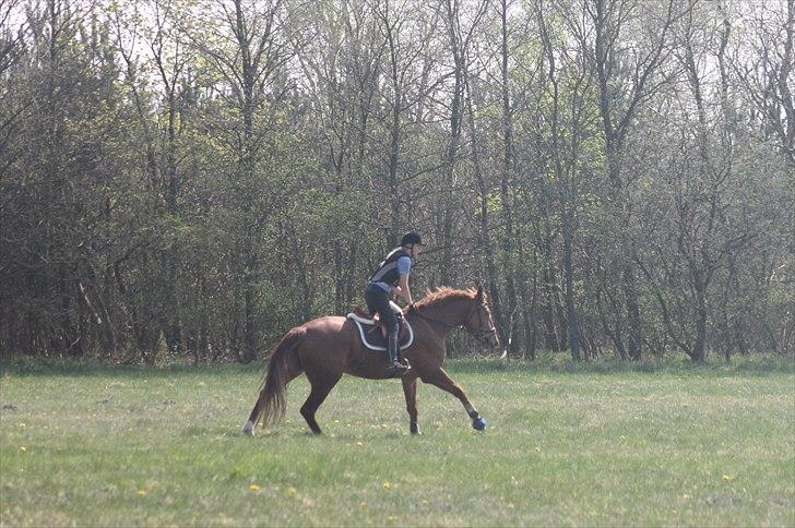 Anden særlig race Elgatzo - Gaz galoperede bare der ud af billede 12