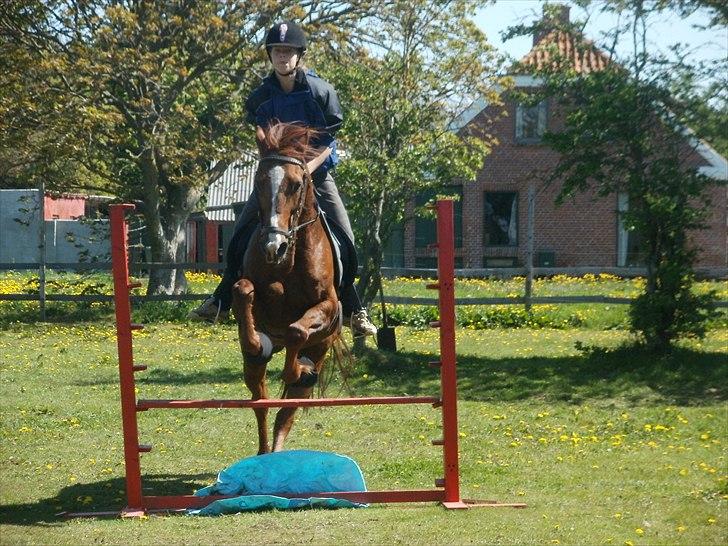 Traver Elegant Stendal.  Elefanten! - Springer opvarminig med "vand grav" billede 17