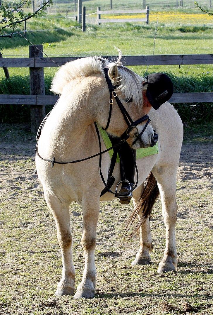 Fjordhest PH's Dandie - Dandie med rytter - 5 gang billede 10