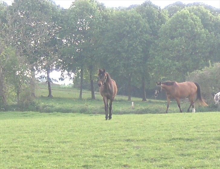 Anden særlig race Wojska - MAJ 2011 billede 10