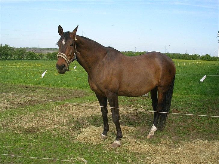 Dansk Varmblod CLAIRE - Maj 2011 billede 13