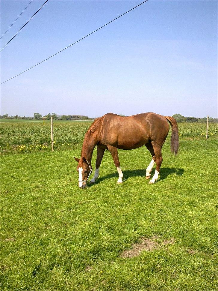 Dansk Varmblod Racing Star billede 6