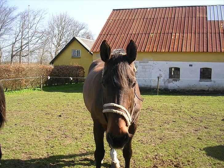 Dansk Varmblod CLAIRE - April 2011 billede 14