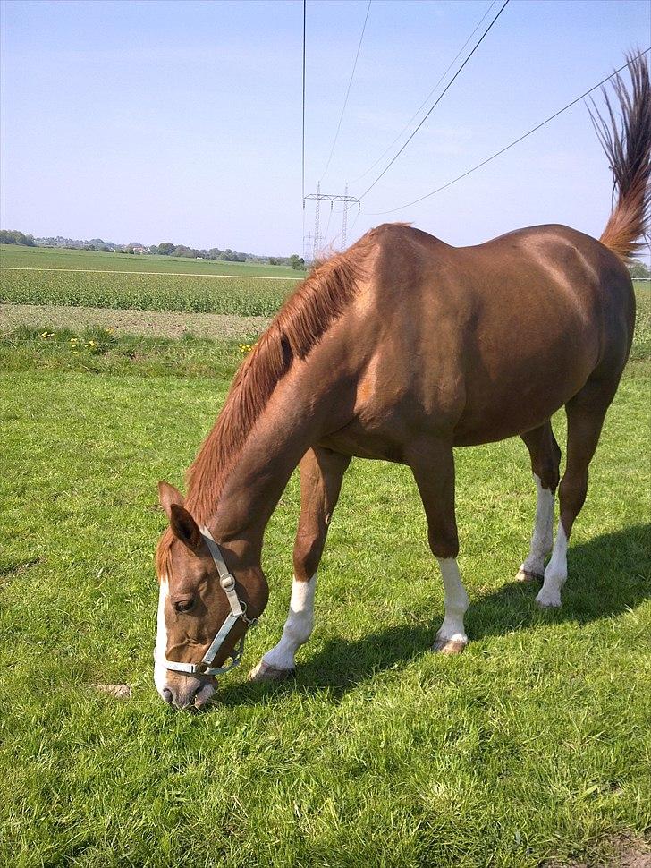 Dansk Varmblod Racing Star billede 7