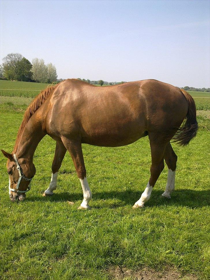 Dansk Varmblod Racing Star billede 8