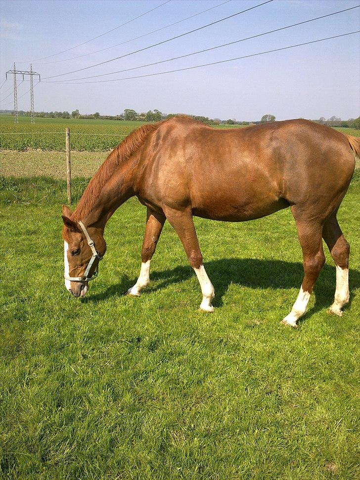 Dansk Varmblod Racing Star billede 9