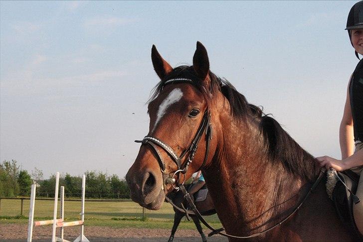 Anden særlig race Stensgaardens mistral billede 12