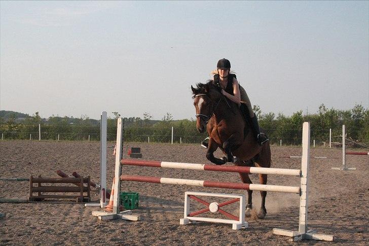 Anden særlig race Stensgaardens mistral - han elsker det!:D  billede 15