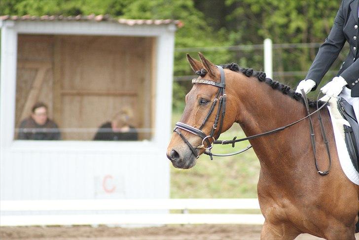 Hollandsk Sportspony Kesso - SOLGT - kesso - fra morsø stævnet billede 8