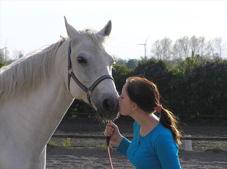 Connemara Rusheen Cuckoo billede 15