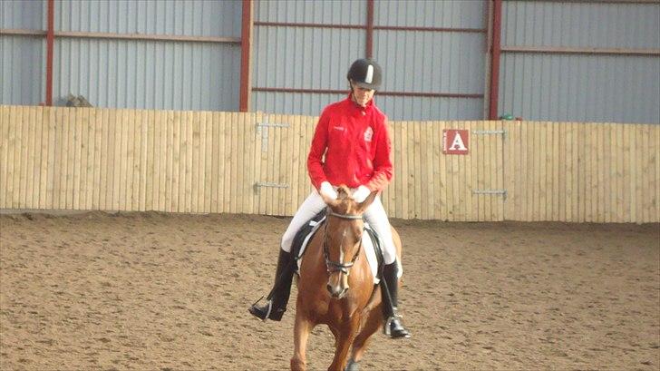 Hollandsk Sportspony Safari (solgt) - Individuelt mesterskab 2010 - Hjallerup billede 10