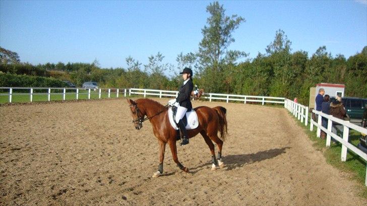 Hollandsk Sportspony Safari (solgt) - Individuelt mesterskab 2010 - Hjallerup billede 11