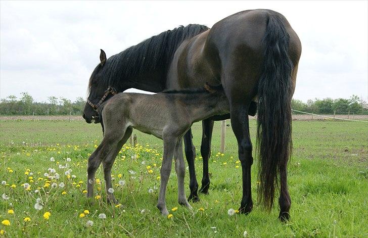 Pura Raza Española Cassiopeia Cezz billede 4