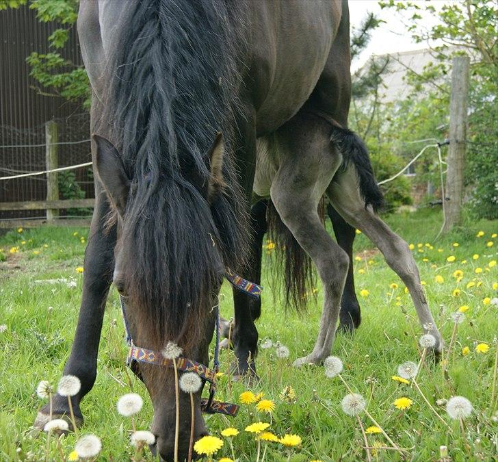 Pura Raza Española Cassiopeia Cezz billede 5