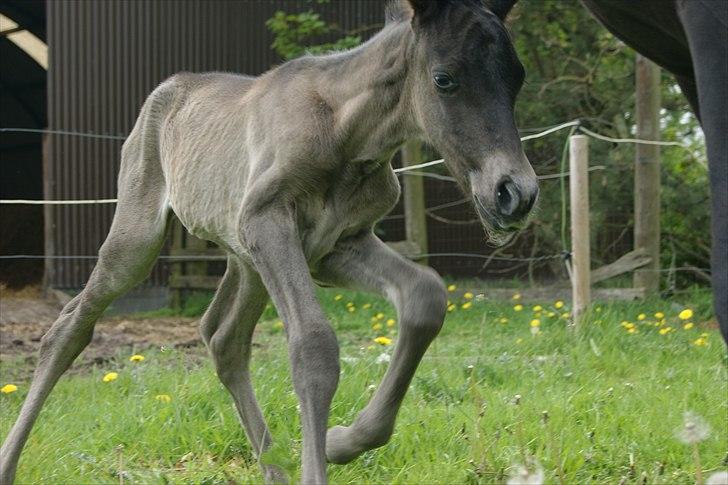 Pura Raza Española Cassiopeia Cezz billede 7
