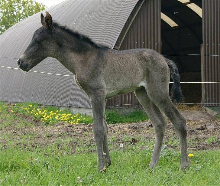 Pura Raza Española Cassiopeia Cezz billede 8