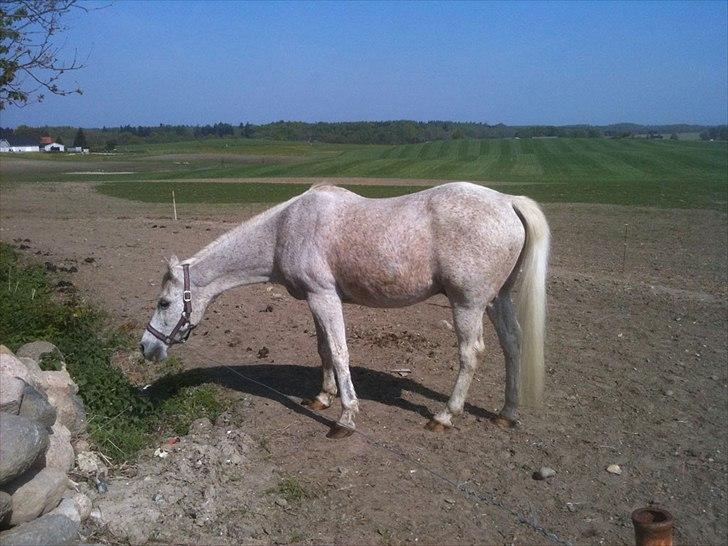 Anden særlig race shik - uh er der smart mad 
jeg elsker diig min dreng billede 6